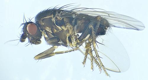Leptocera caenosa